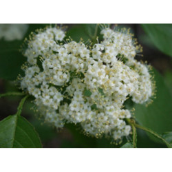 KALINA KANADYJSKA Viburnum lentago