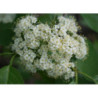 KALINA KANADYJSKA Viburnum lentago