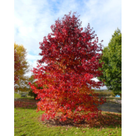 AMBROWIEC AMERYKAŃSKI Liquidambar styraciflua