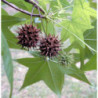 AMBROWIEC AMERYKAŃSKI Liquidambar styraciflua