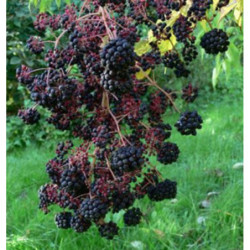 ARALIA CHIŃSKA Aralia chinensis