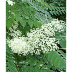 ARALIA JAPOŃSKA Aralia elata