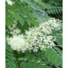 ARALIA JAPOŃSKA Aralia elata