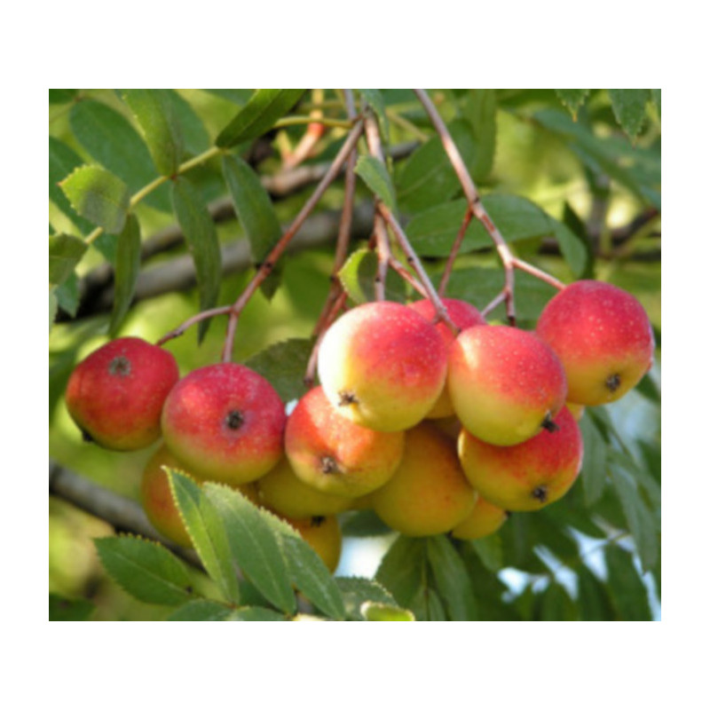 JARZĄB DOMOWY Sorbus domestica