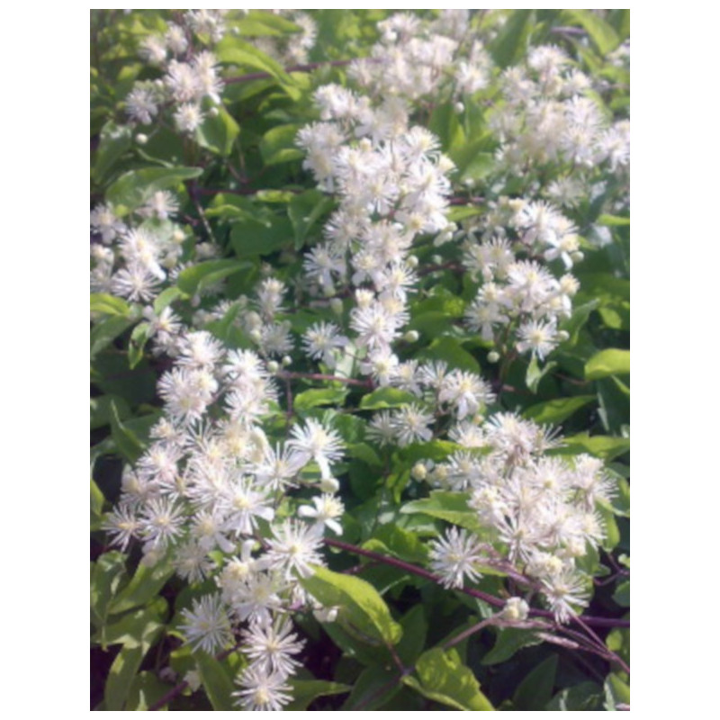 POWOJNIK PNĄCY Clematis vitalba