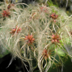 POWOJNIK PNĄCY Clematis vitalba