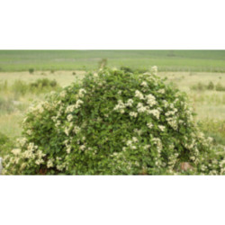 POWOJNIK PNĄCY Clematis vitalba