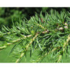 CEDR LIBAŃSKI Cedrus libani