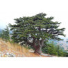 CEDR LIBAŃSKI Cedrus libani
