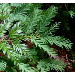 SEKWOJA ZAWSZEZIELONA Sequoia sempervirens