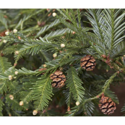 SEKWOJA ZAWSZEZIELONA Sequoia sempervirens