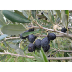 OLIWKA EUROPEJSKA Olea europea