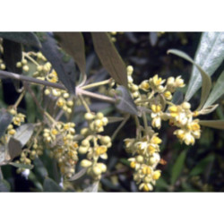 OLIWKA EUROPEJSKA Olea europea