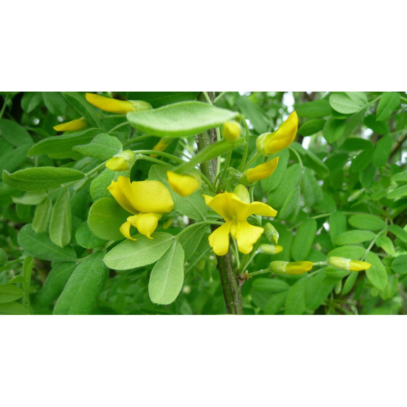 KARAGANA SYBERYJSKA Caragana arborescens