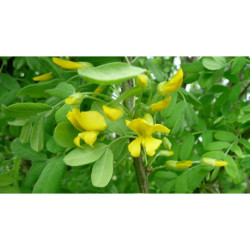 KARAGANA SYBERYJSKA Caragana arborescens
