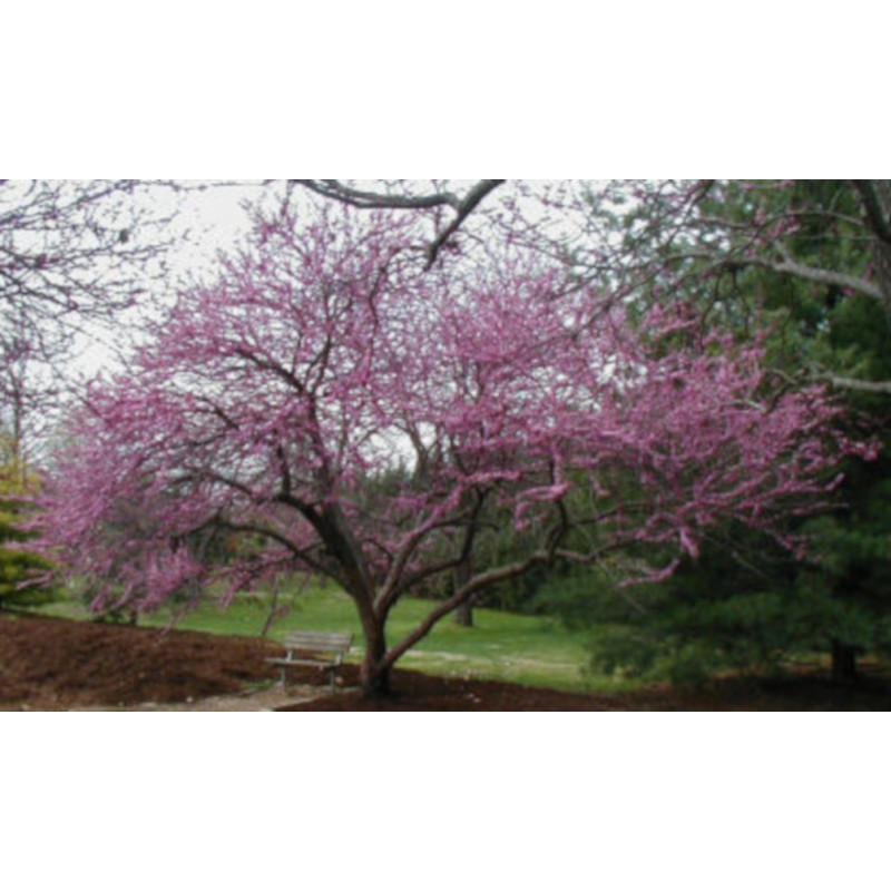 JUDASZOWIEC KANADYJSKI Cercis canadensis