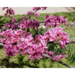 JUDASZOWIEC KANADYJSKI Cercis canadensis