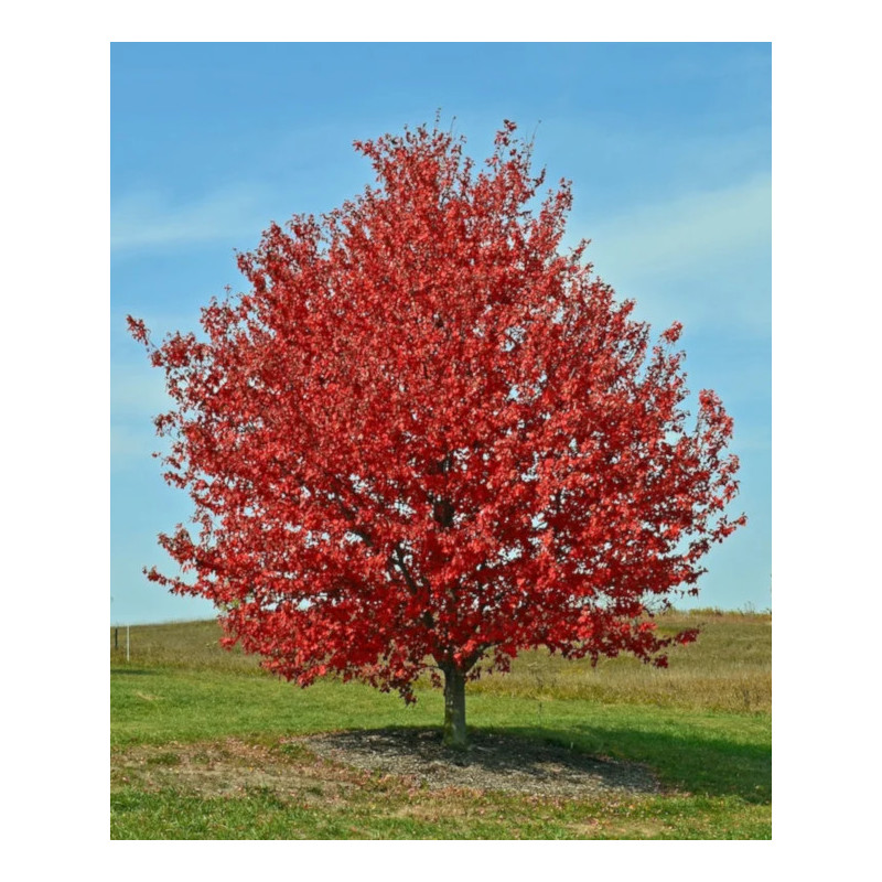 KLON CZERWONY Acer rubrum