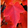 KLON CZERWONY Acer rubrum