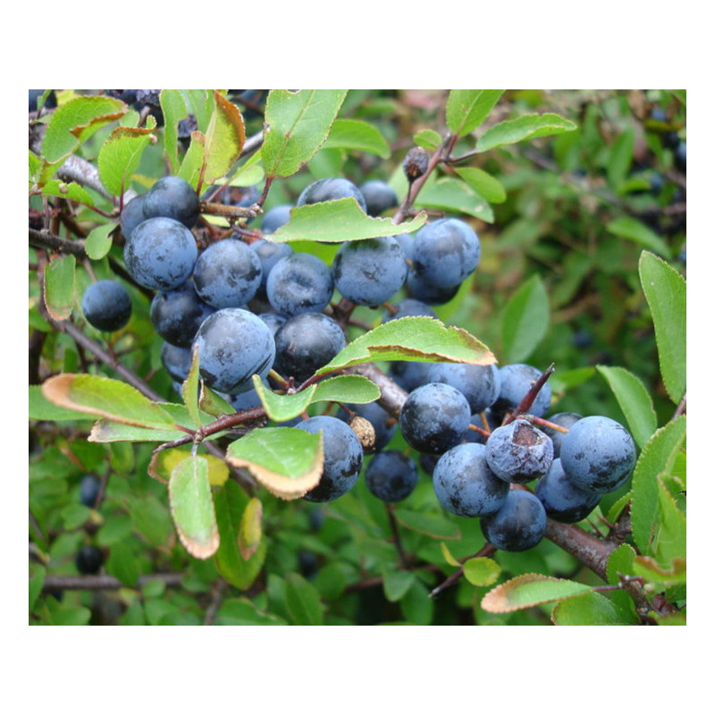 ŚLIWA TARNINA Prunus spinosa