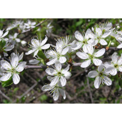 ŚLIWA TARNINA Prunus spinosa