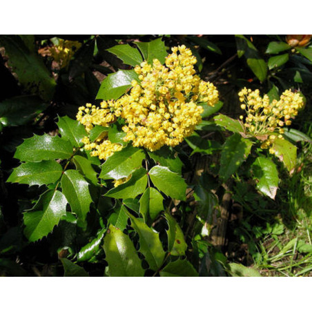 MAHONIA POSPOLITA Mahonia aquifolium