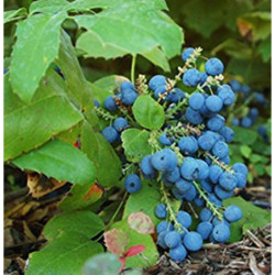 MAHONIA POSPOLITA Mahonia aquifolium