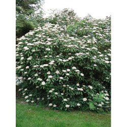 KALINA SZTYWNOLISTNA Viburnum rhytidophyllum