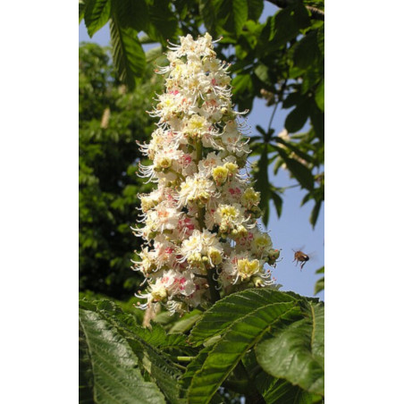 KASZTANOWIEC ZWYCZAJNY Aesculus hippocastanum