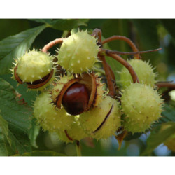 KASZTANOWIEC ZWYCZAJNY Aesculus hippocastanum