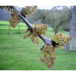 JESION WYNIOSŁY Fraxinus excelsior