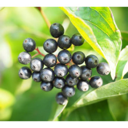 DEREŃ ŚWIDWA Cornus sanguinea