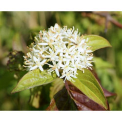 DEREŃ ŚWIDWA Cornus sanguinea