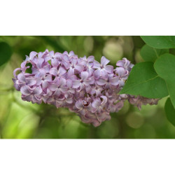 LILAK POSPOLITY Syringa vulgaris