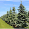 ŚWIERK KŁUJĄCY SREBRNY Picea pungens