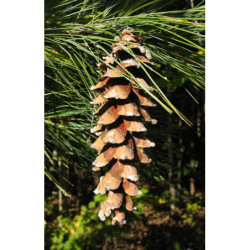 SOSNA WEJMUTKA Pinus strobus