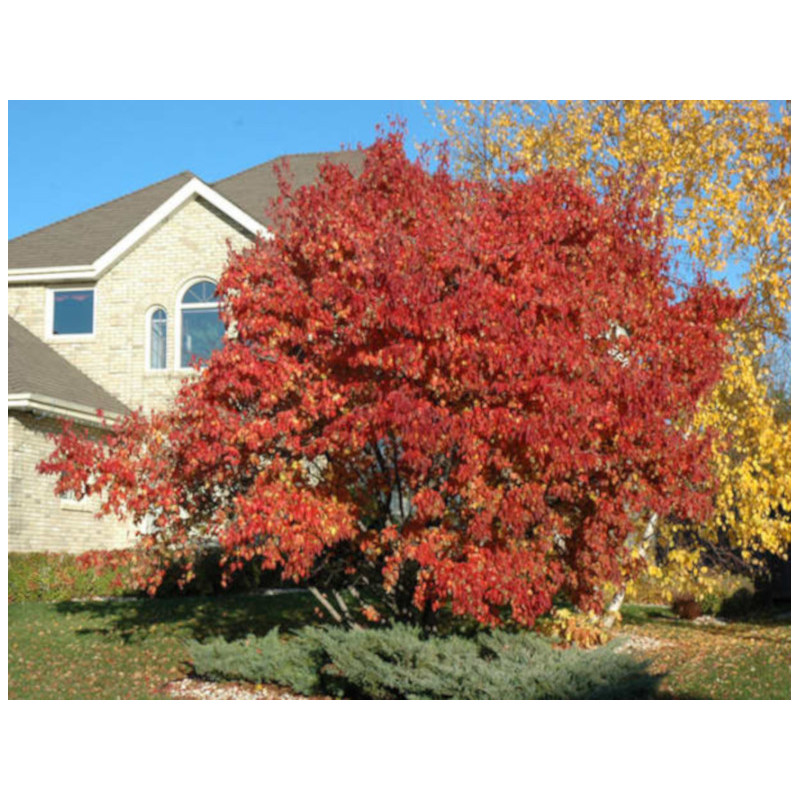 KLON TATARSKI GINNALA Acer ginnala