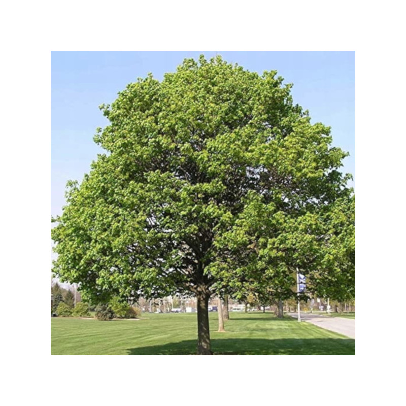 KLON POSPOLITY Acer platanoides