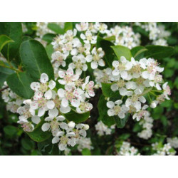 ARONIA CZARNOOWOCOWA Aronia melanocarpa