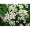 ARONIA CZARNOOWOCOWA Aronia melanocarpa