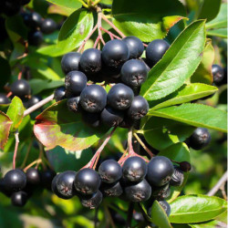 ARONIA CZARNOOWOCOWA Aronia melanocarpa