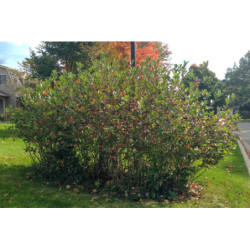 ARONIA CZARNOOWOCOWA Aronia melanocarpa