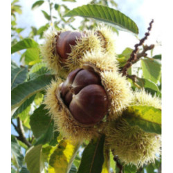 KASZTAN JADALNY Castanea sativa