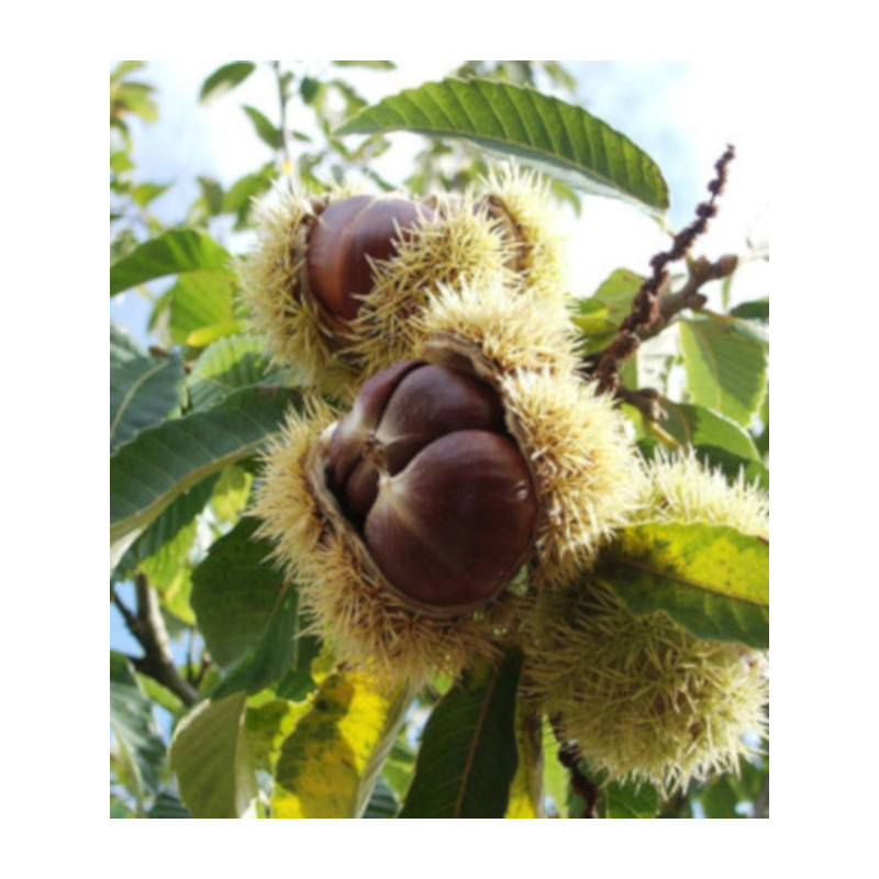 KASZTAN JADALNY Castanea sativa