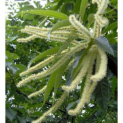 KASZTAN JADALNY Castanea sativa
