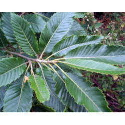 KASZTAN JADALNY Castanea sativa