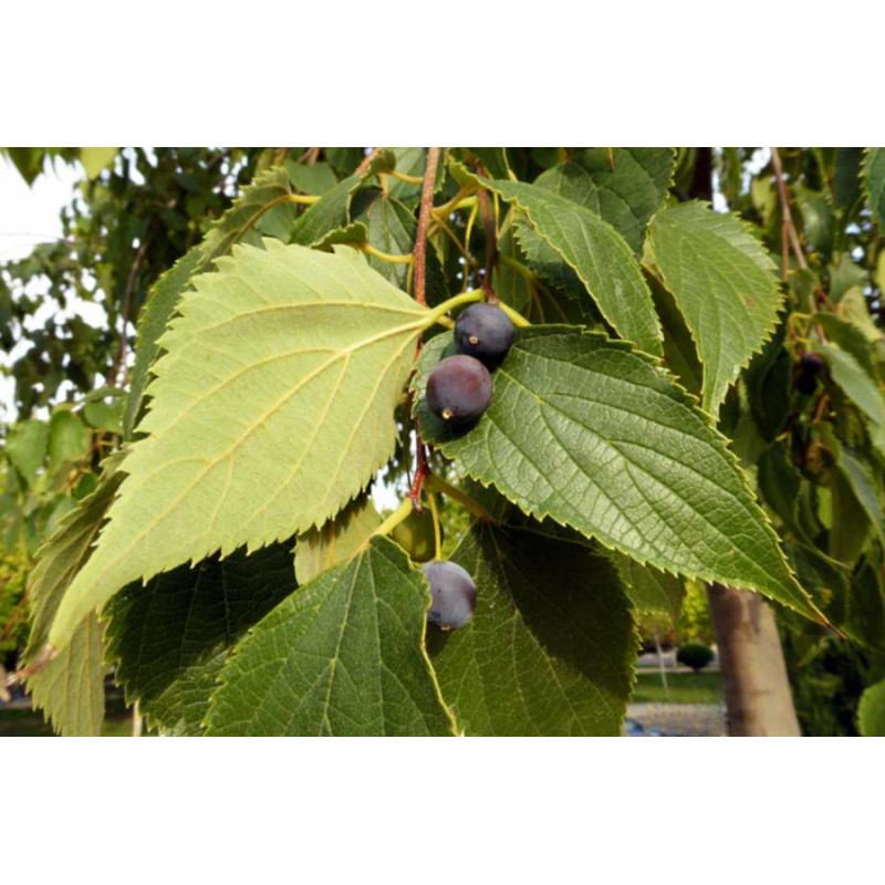 WIĄZOWIEC POŁUDNIOWY Celtis australis