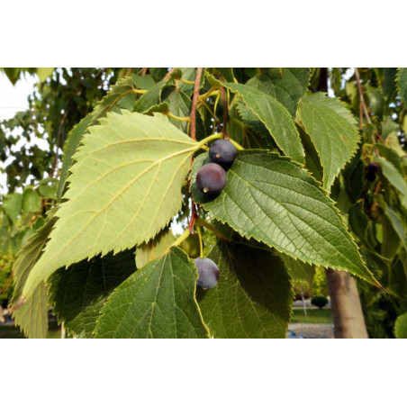 WIĄZOWIEC POŁUDNIOWY Celtis australis