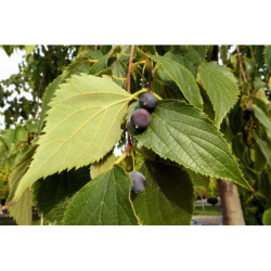 WIĄZOWIEC POŁUDNIOWY Celtis australis