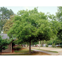 WIĄZOWIEC POŁUDNIOWY Celtis australis